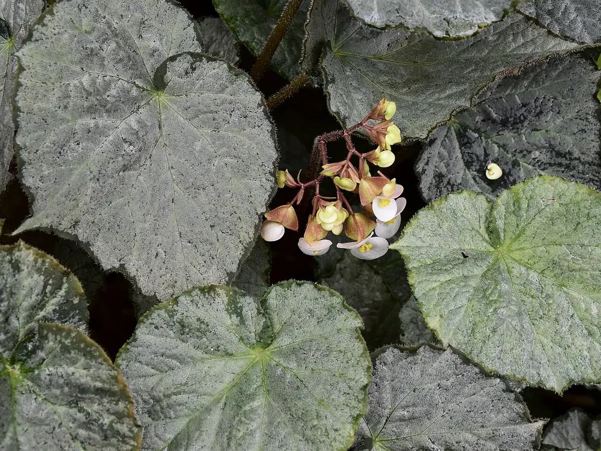 Begonia rex — foto real