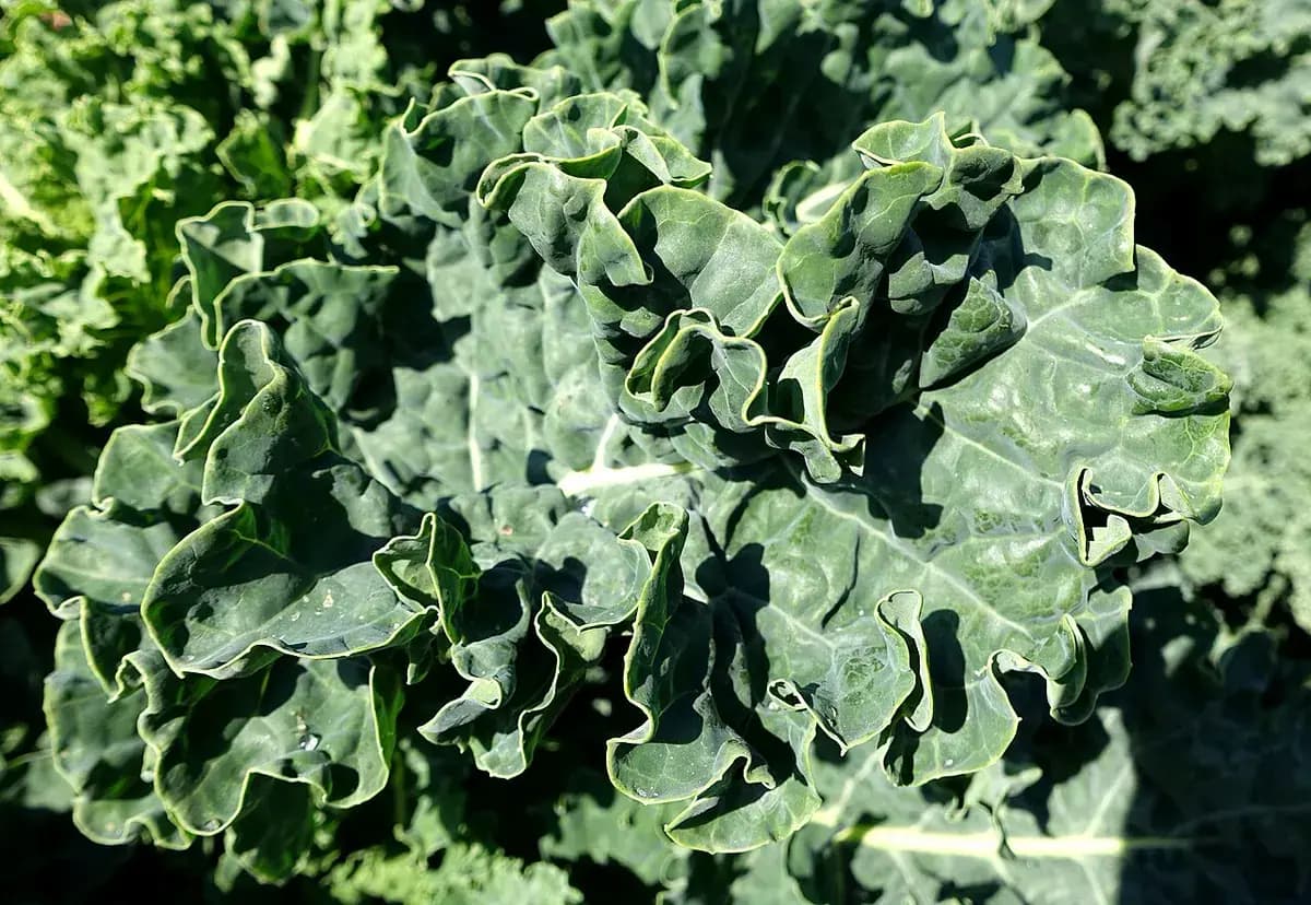 Brócoli Romanesco — foto real