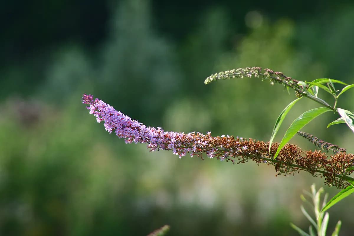 Buddleja (árbol de las mariposas) — foto real