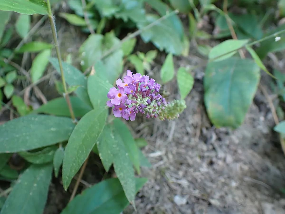 Buddleja (árbol de las mariposas) — foto real