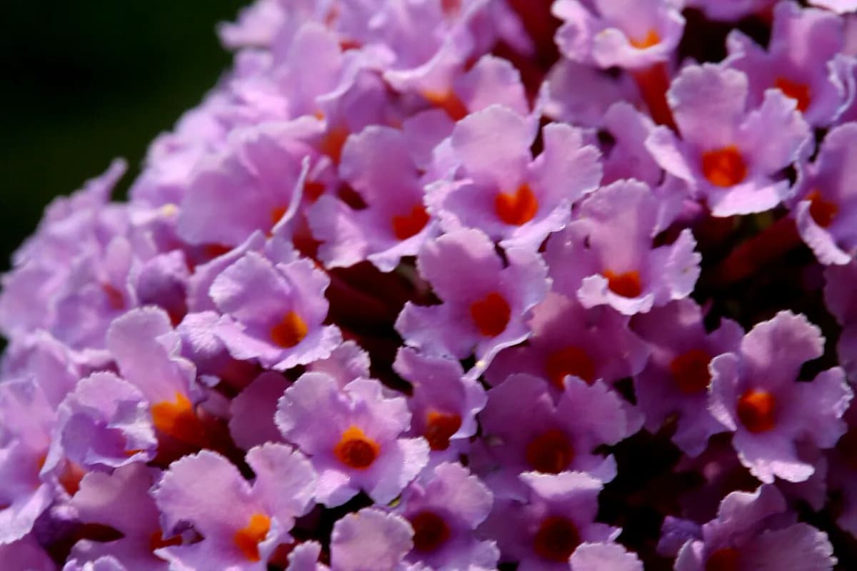 Buddleja (árbol de las mariposas) — foto real