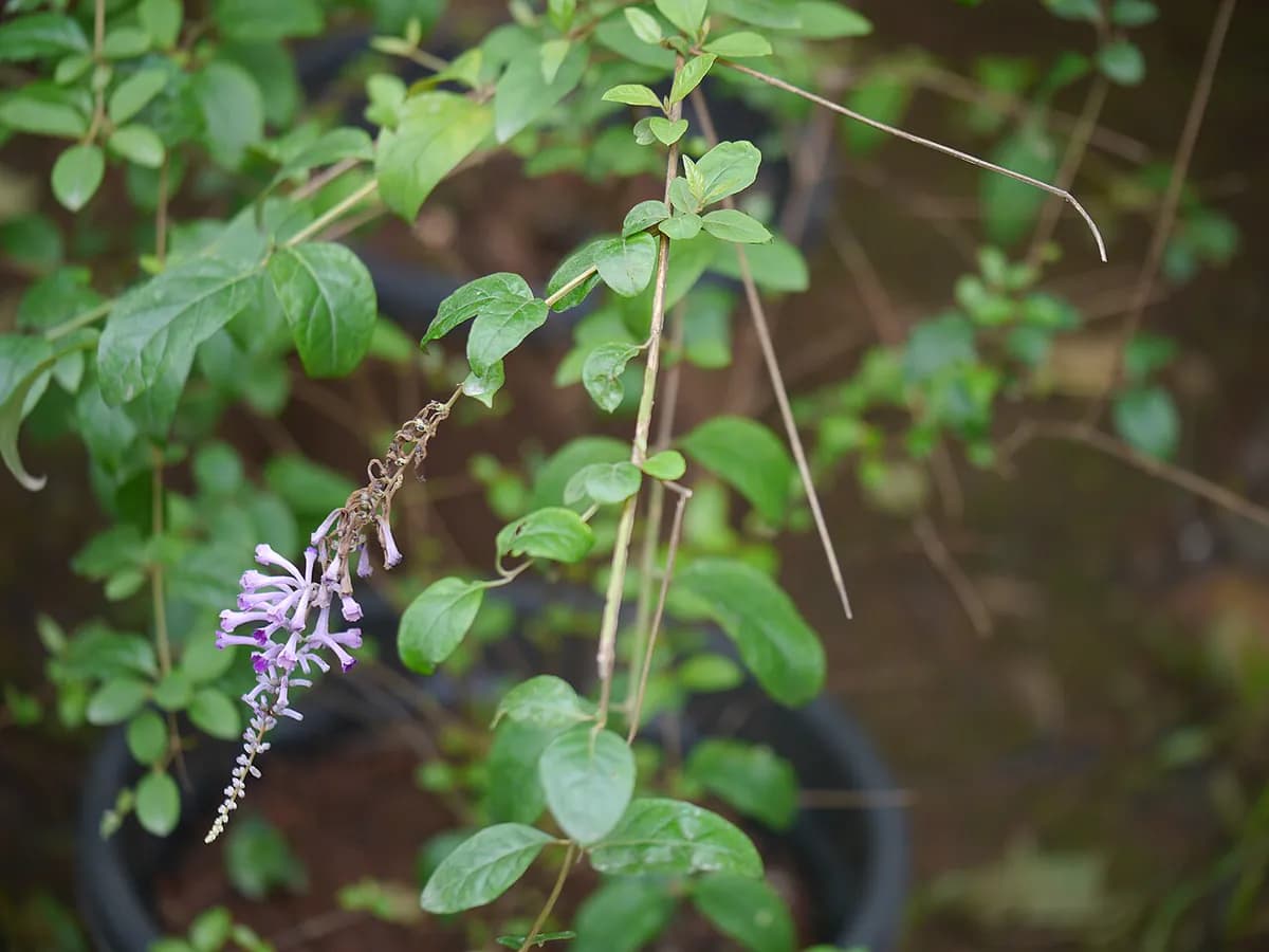 Buddleja (árbol de las mariposas) — foto real