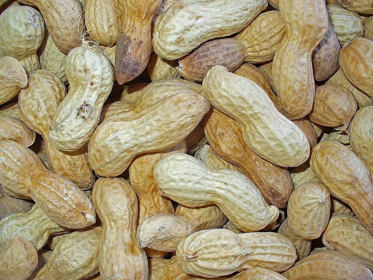 Cacahuete — foto real
