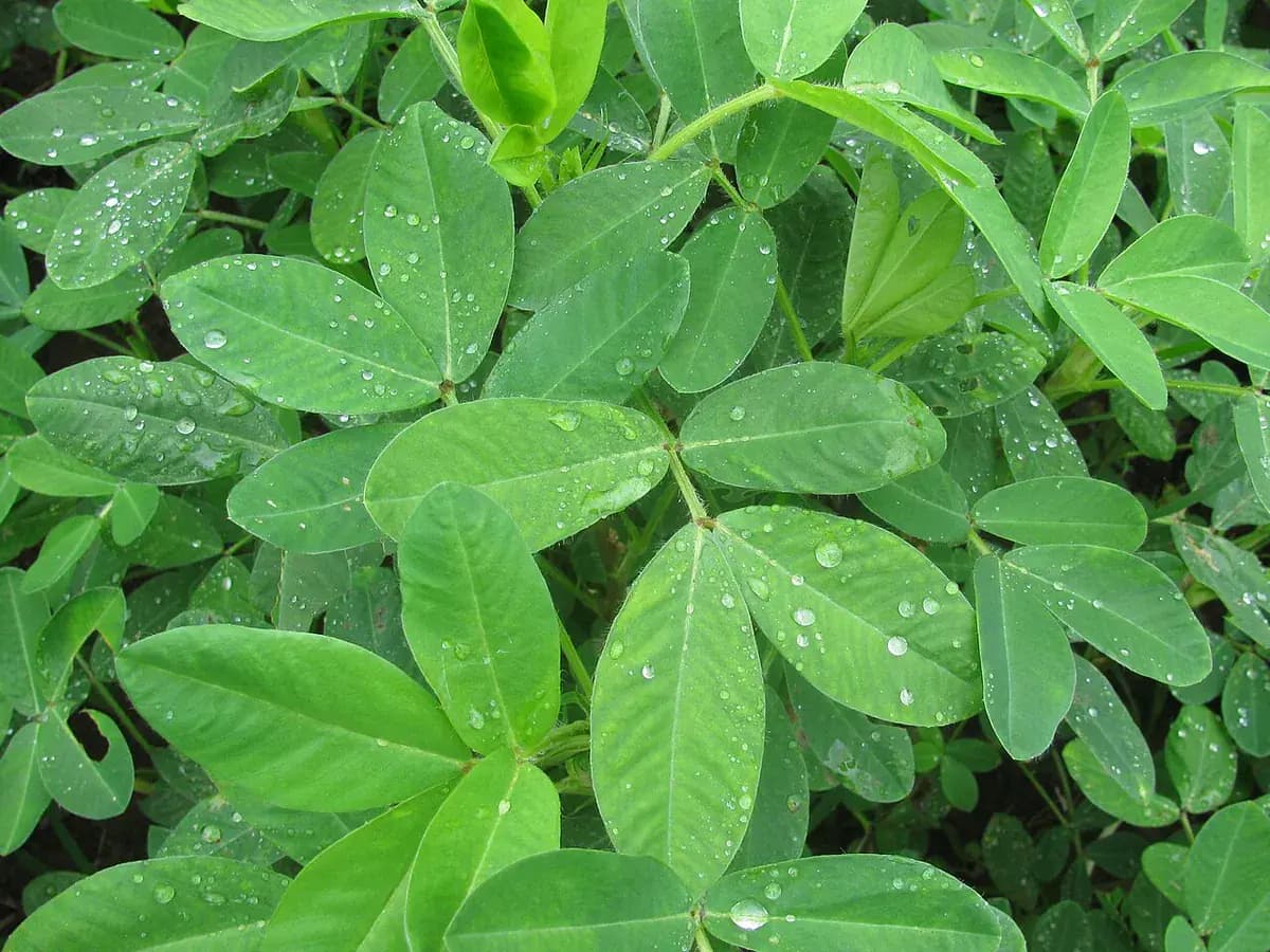 Cacahuete — foto real