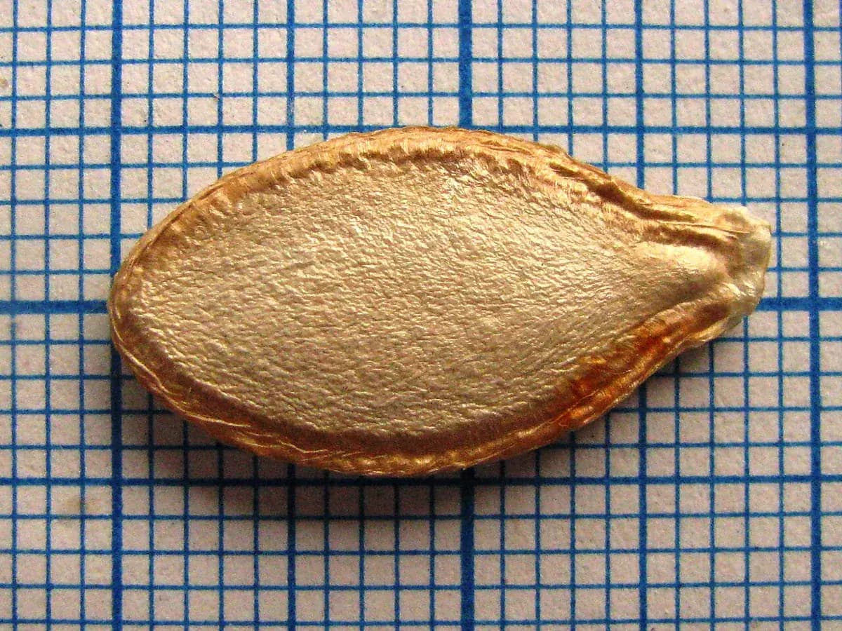Calabaza Butternut — foto real