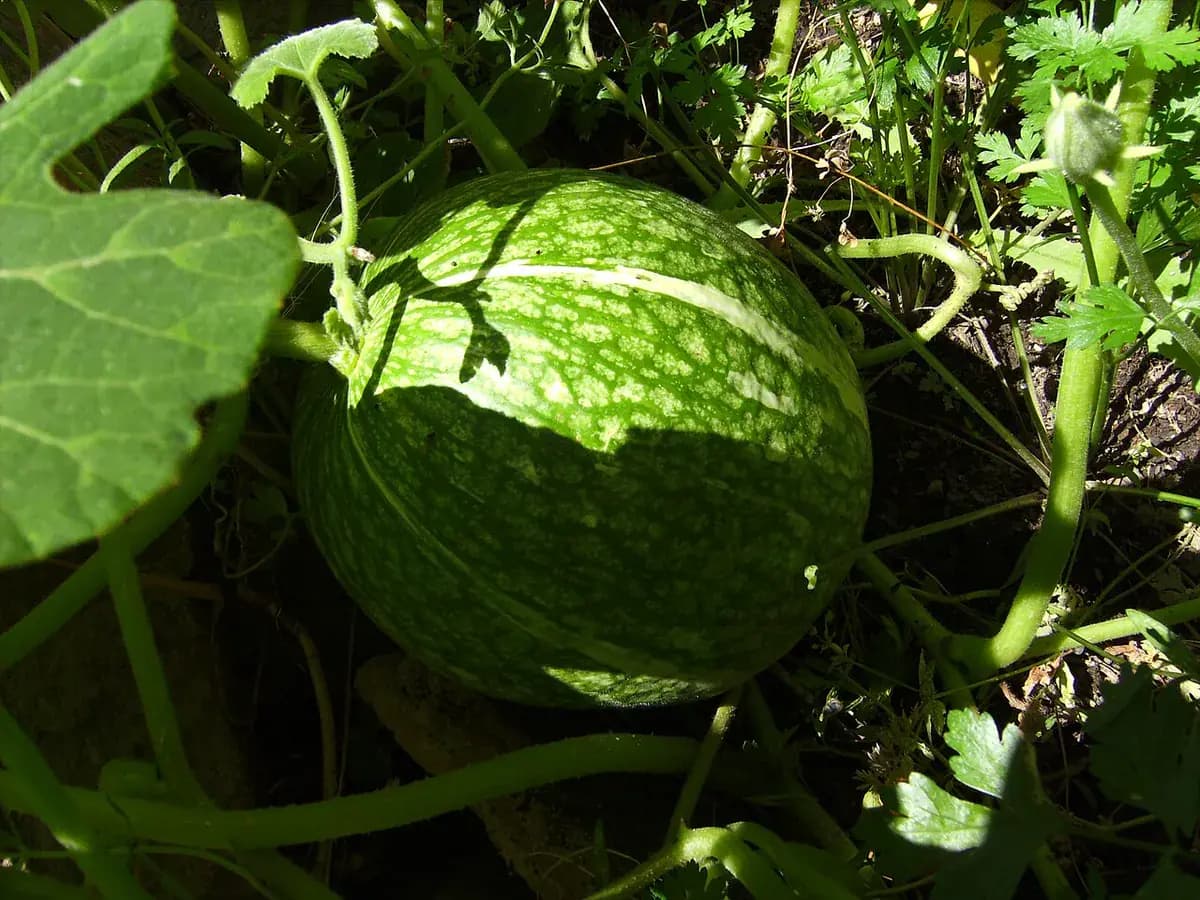 Calabaza cabello de ángel — foto real