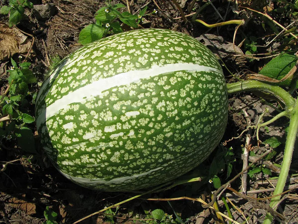Calabaza cabello de ángel — foto real