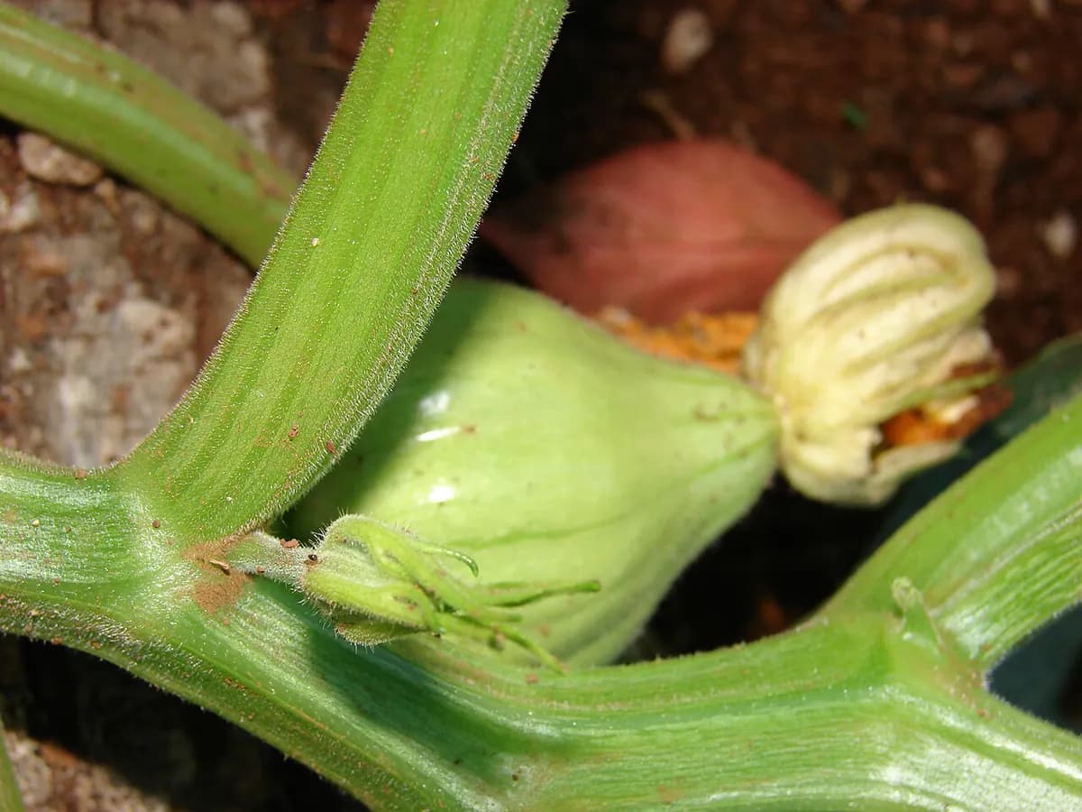Calabaza de Halloween — foto real