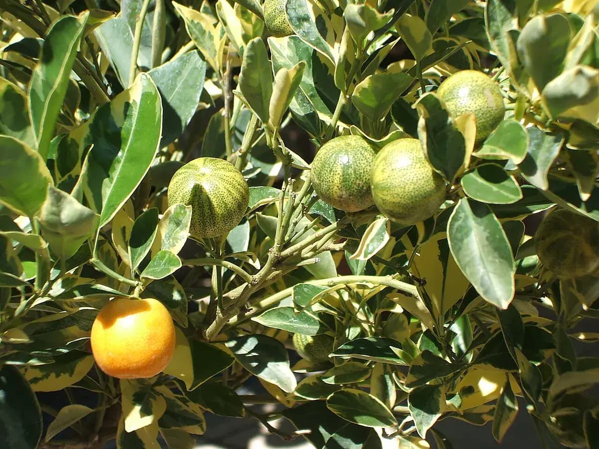 Calamondín — foto real