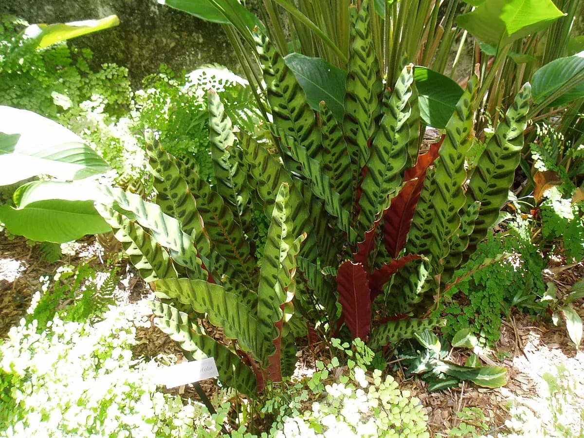 Calathea rattlesnake — foto real