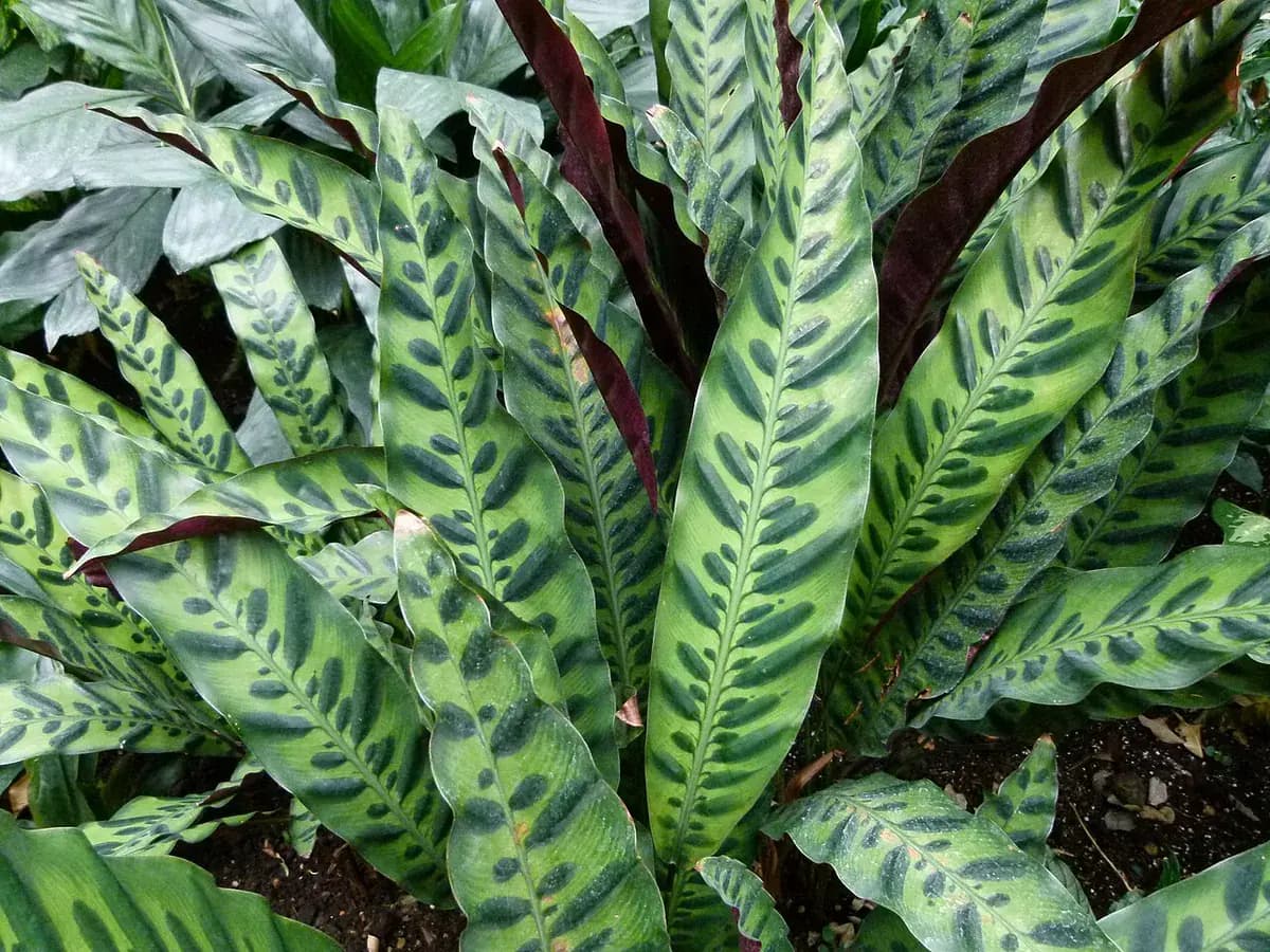 Calathea rattlesnake — foto real