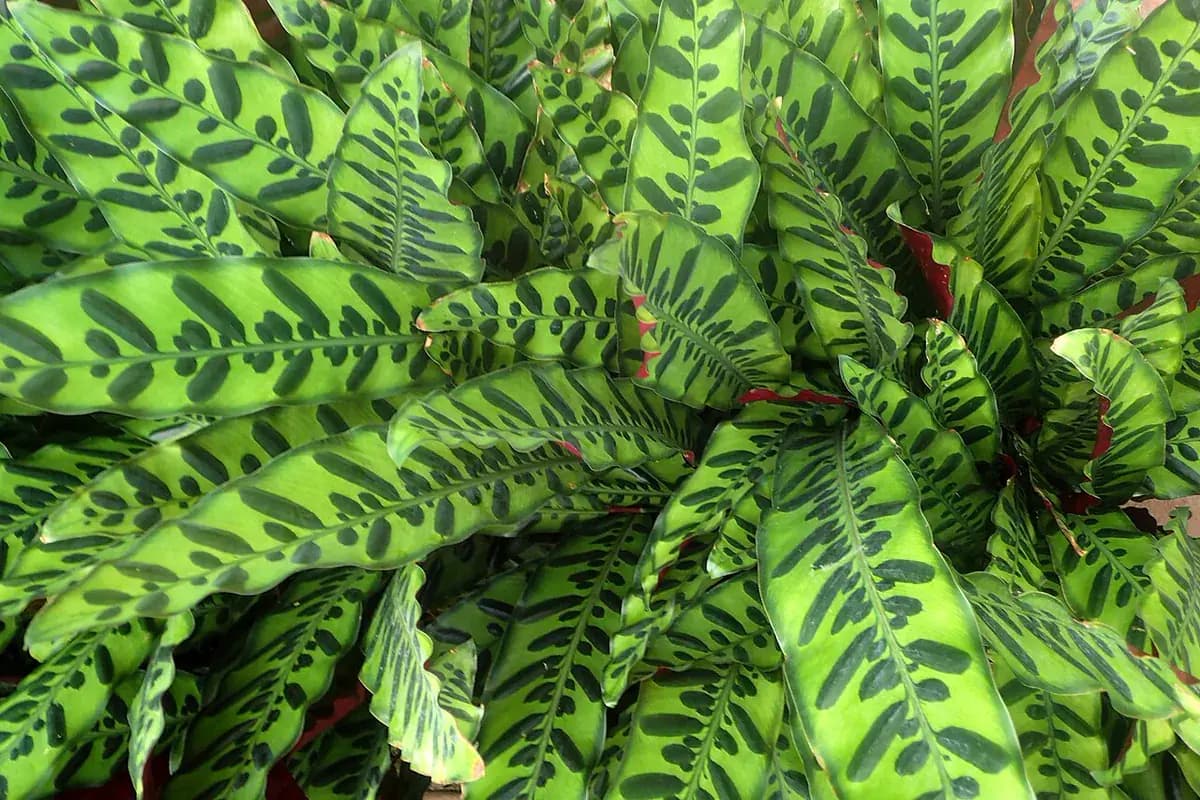 Calathea rattlesnake — foto real