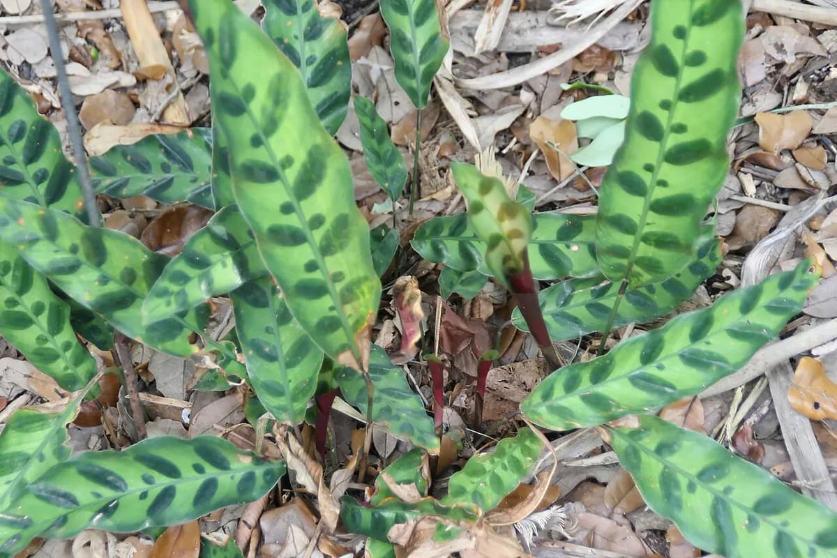 Calathea rattlesnake — foto real