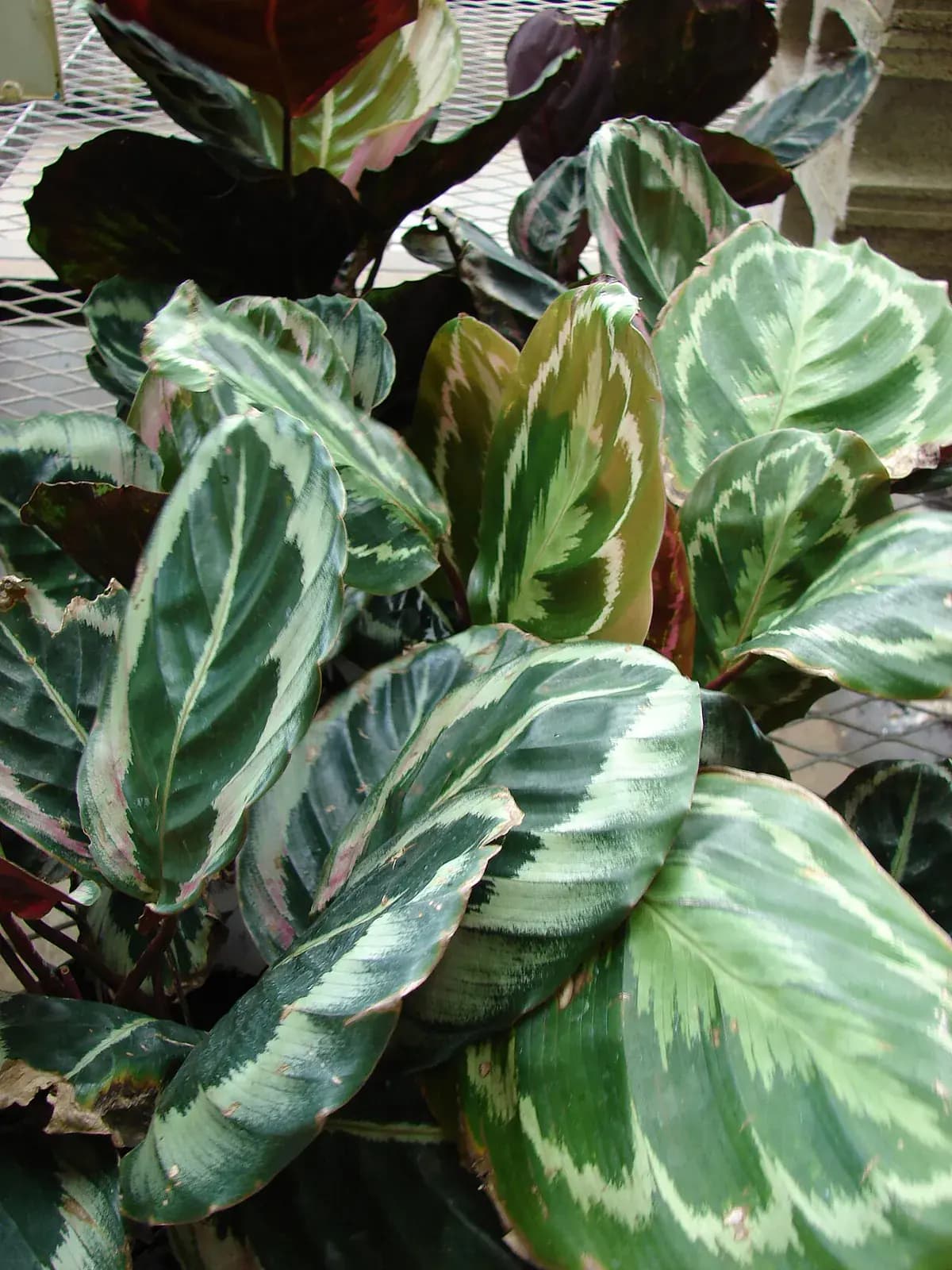 Calathea Medallion — foto real