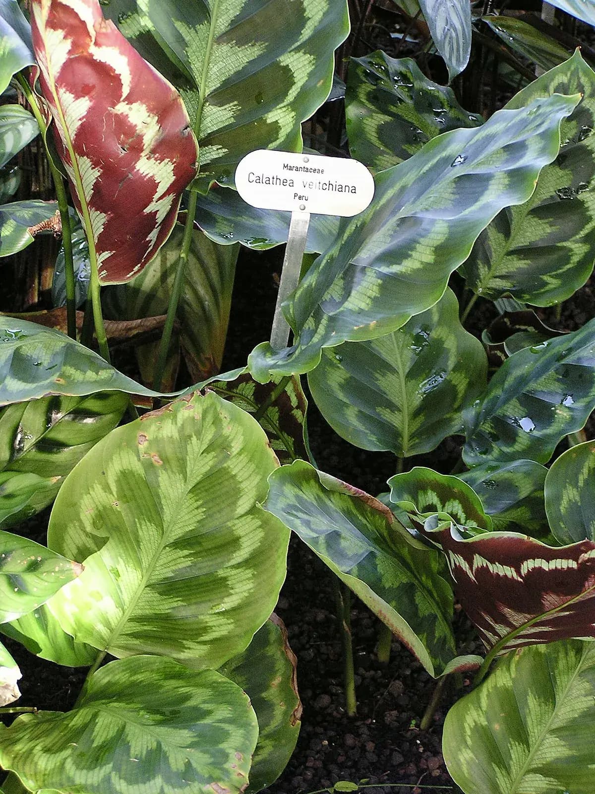 Calathea Medallion — foto real