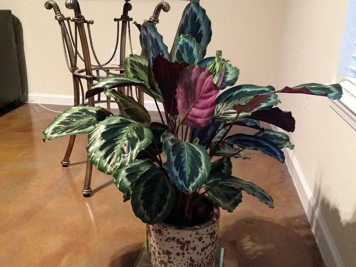 Calathea Medallion — foto real