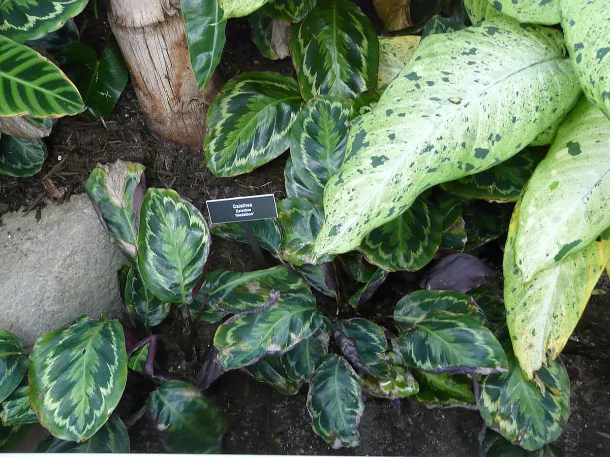 Calathea Medallion — foto real
