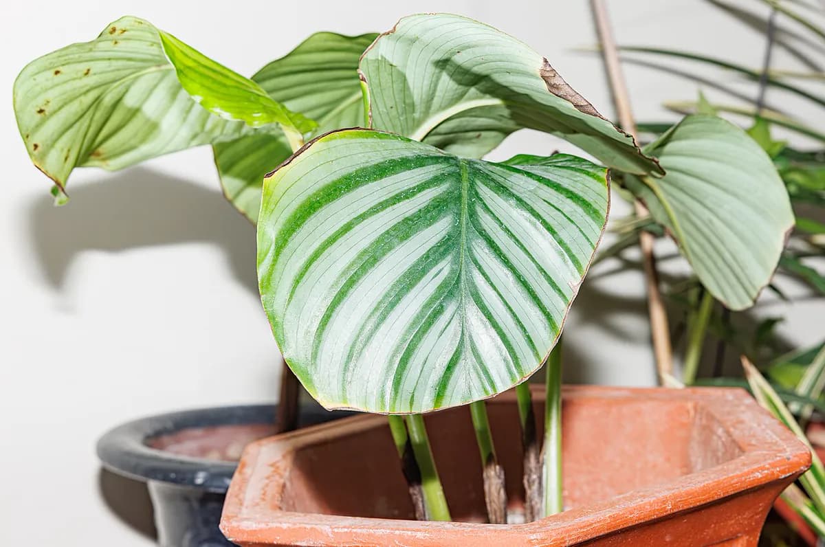 Calathea orbifolia — foto real