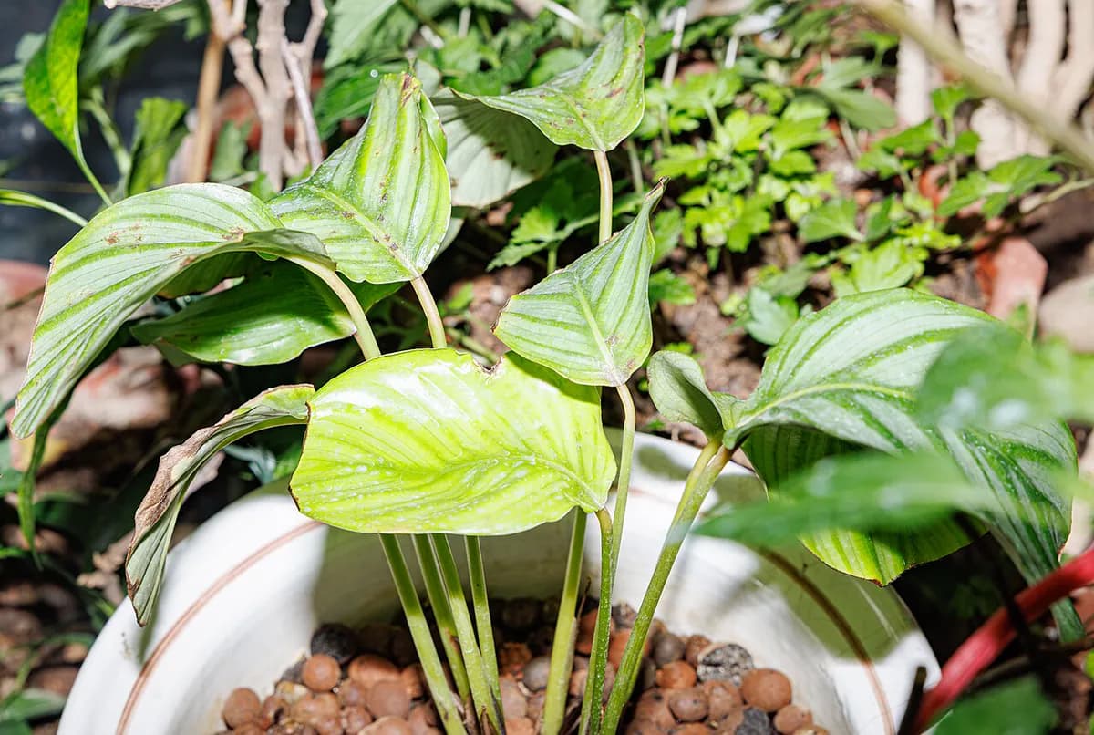 Calathea orbifolia — foto real