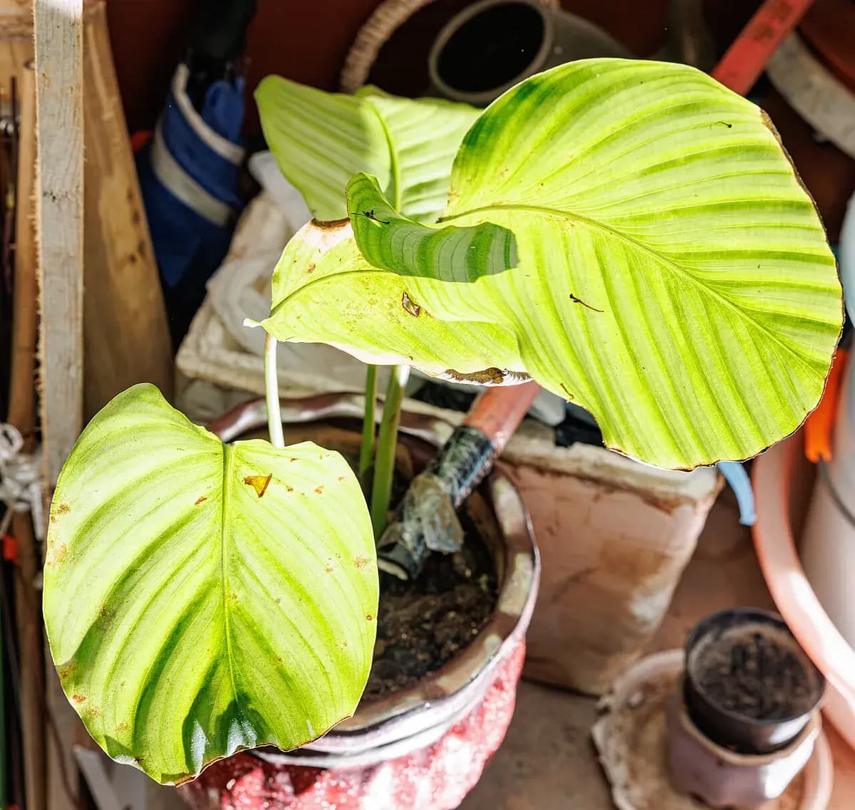 Calathea orbifolia — foto real