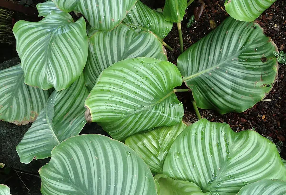 Calathea orbifolia — foto real