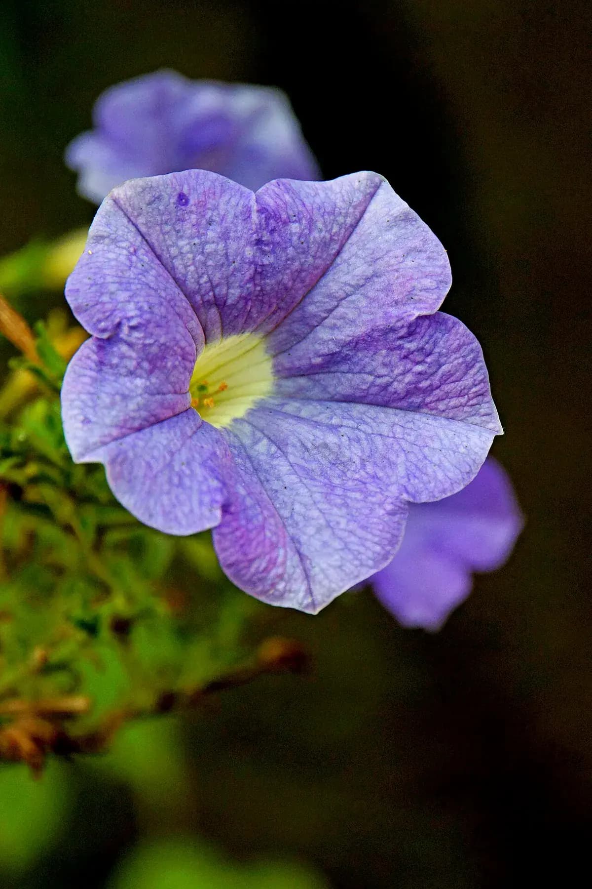 Calibrachoa — foto real