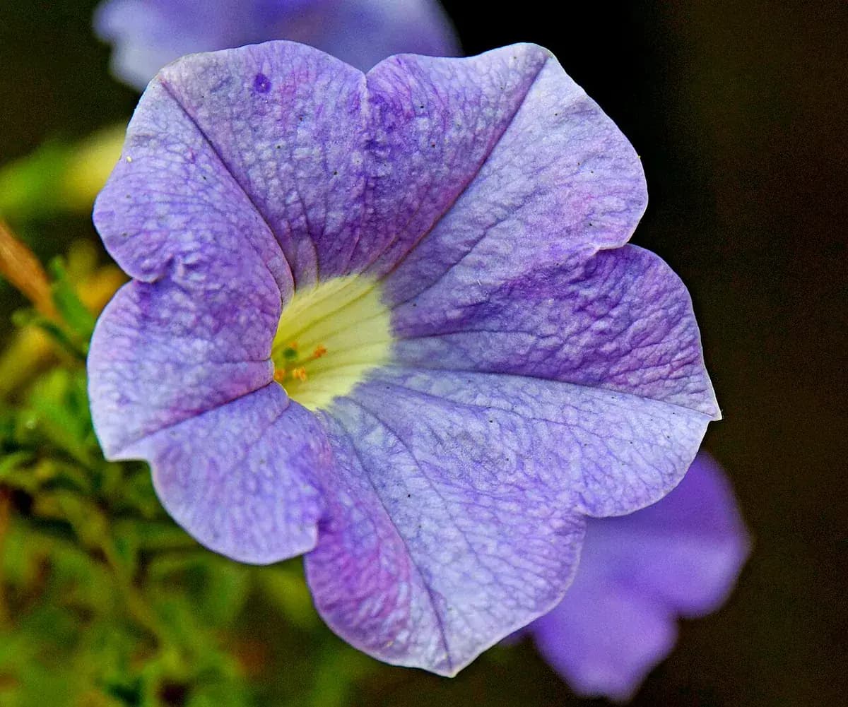 Calibrachoa — foto real