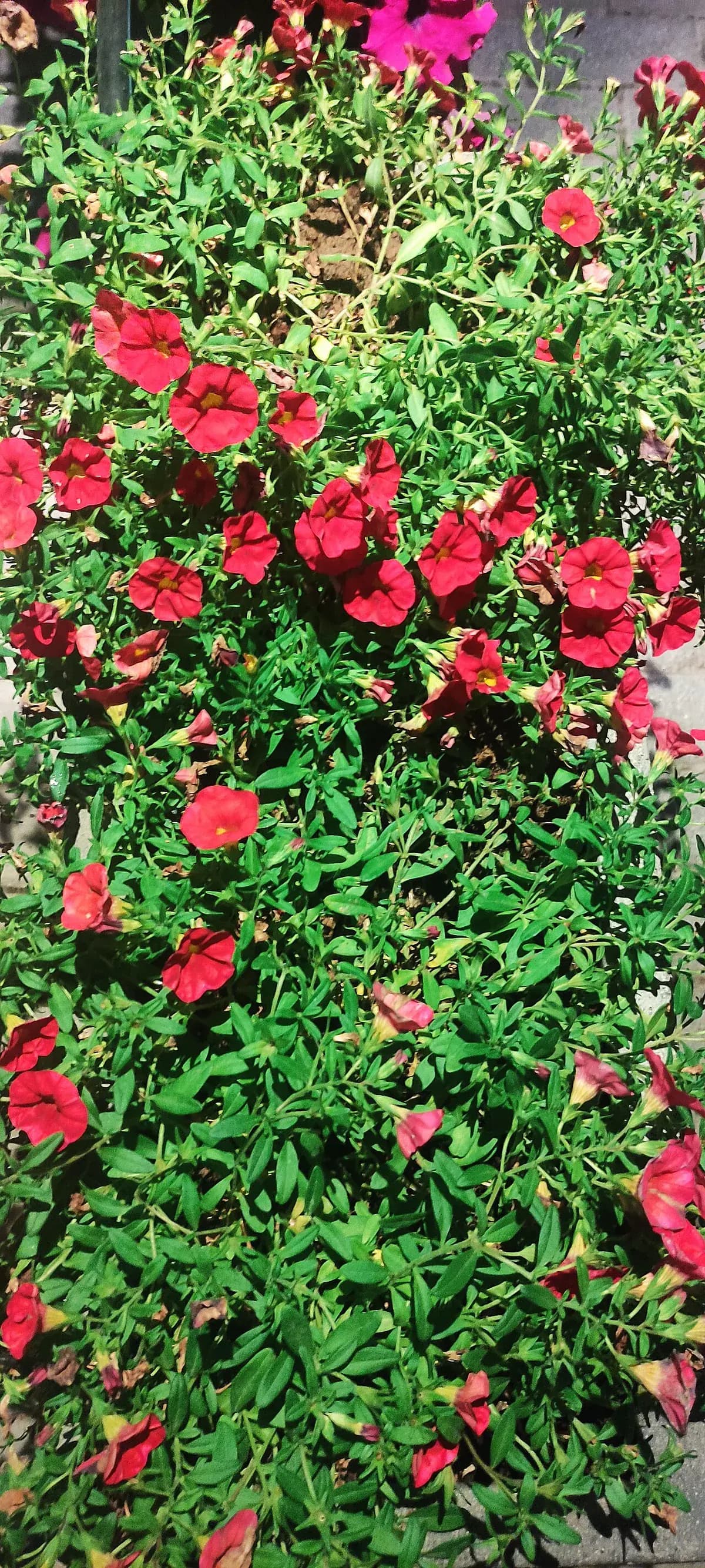 Calibrachoa — foto real