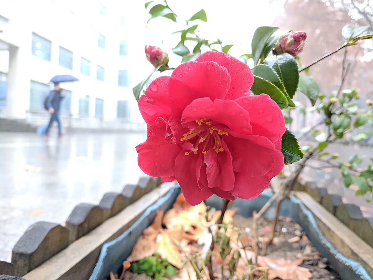 Camelia — foto real