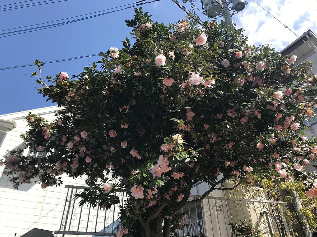 Camelia — foto real