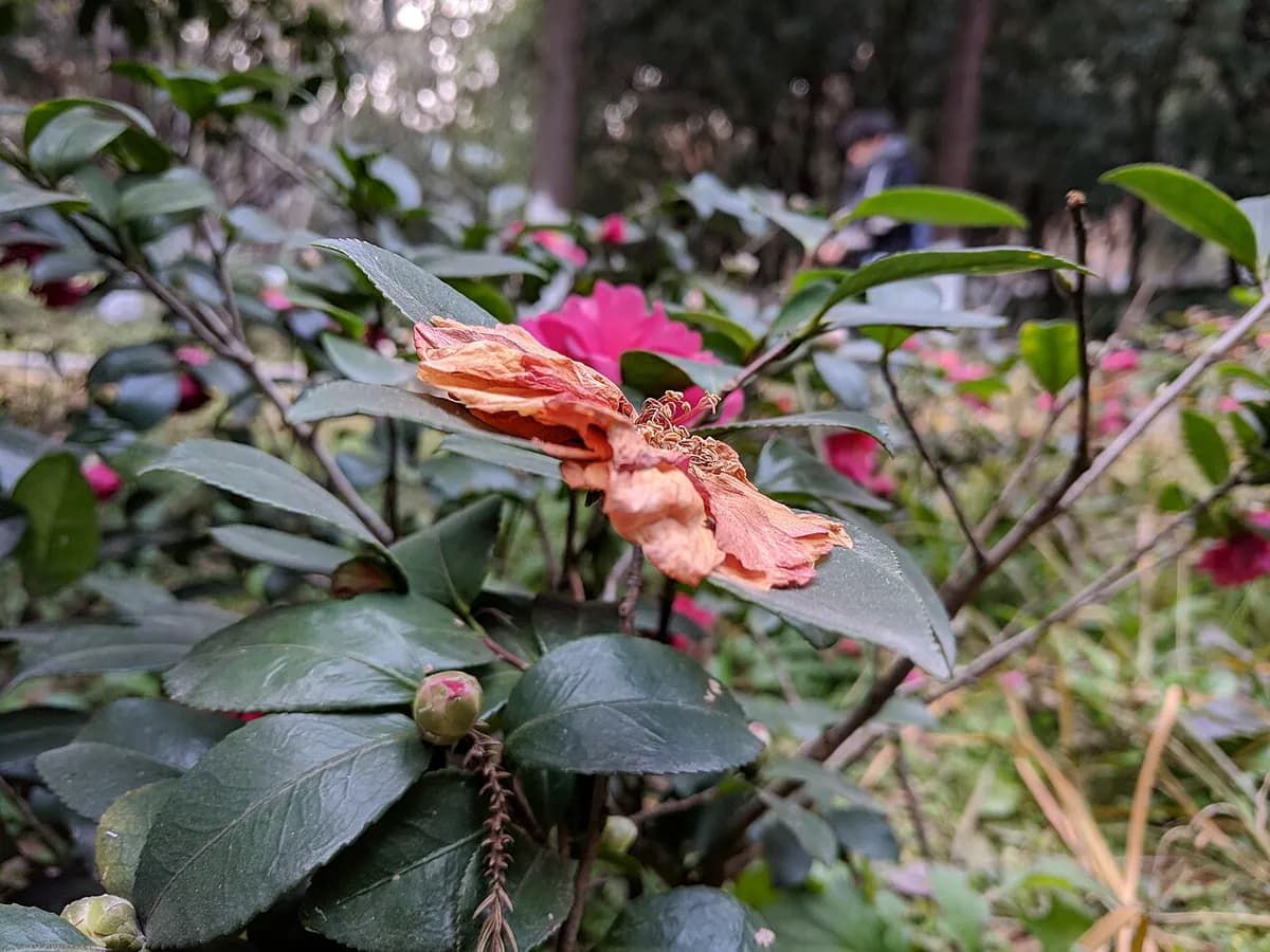 Camelia — foto real
