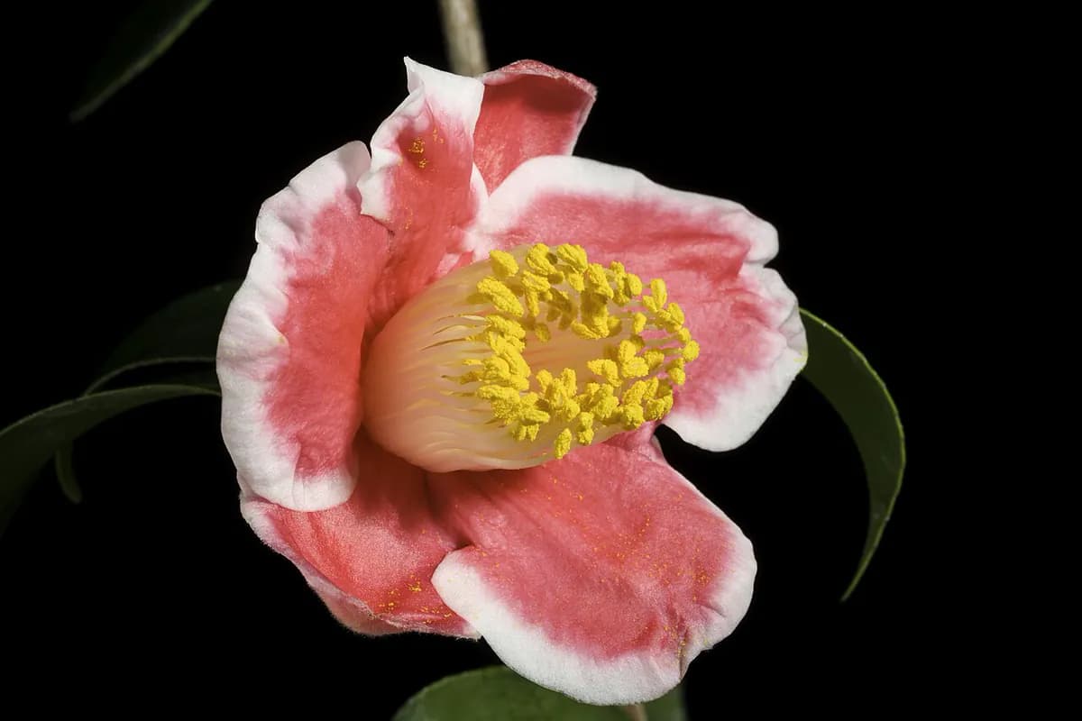 Camelia — foto real