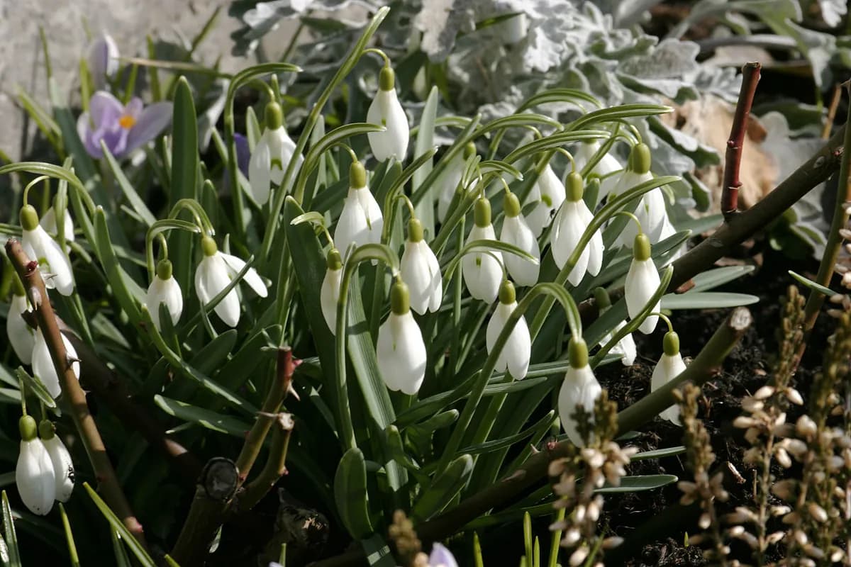 Campanilla de invierno — foto real