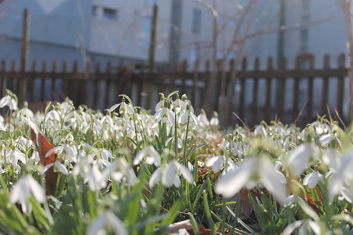 Campanilla de invierno — foto real