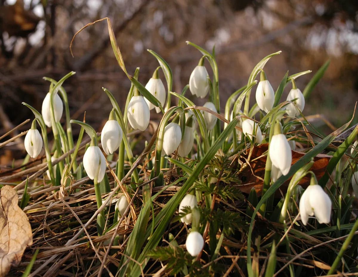 Campanilla de invierno — foto real