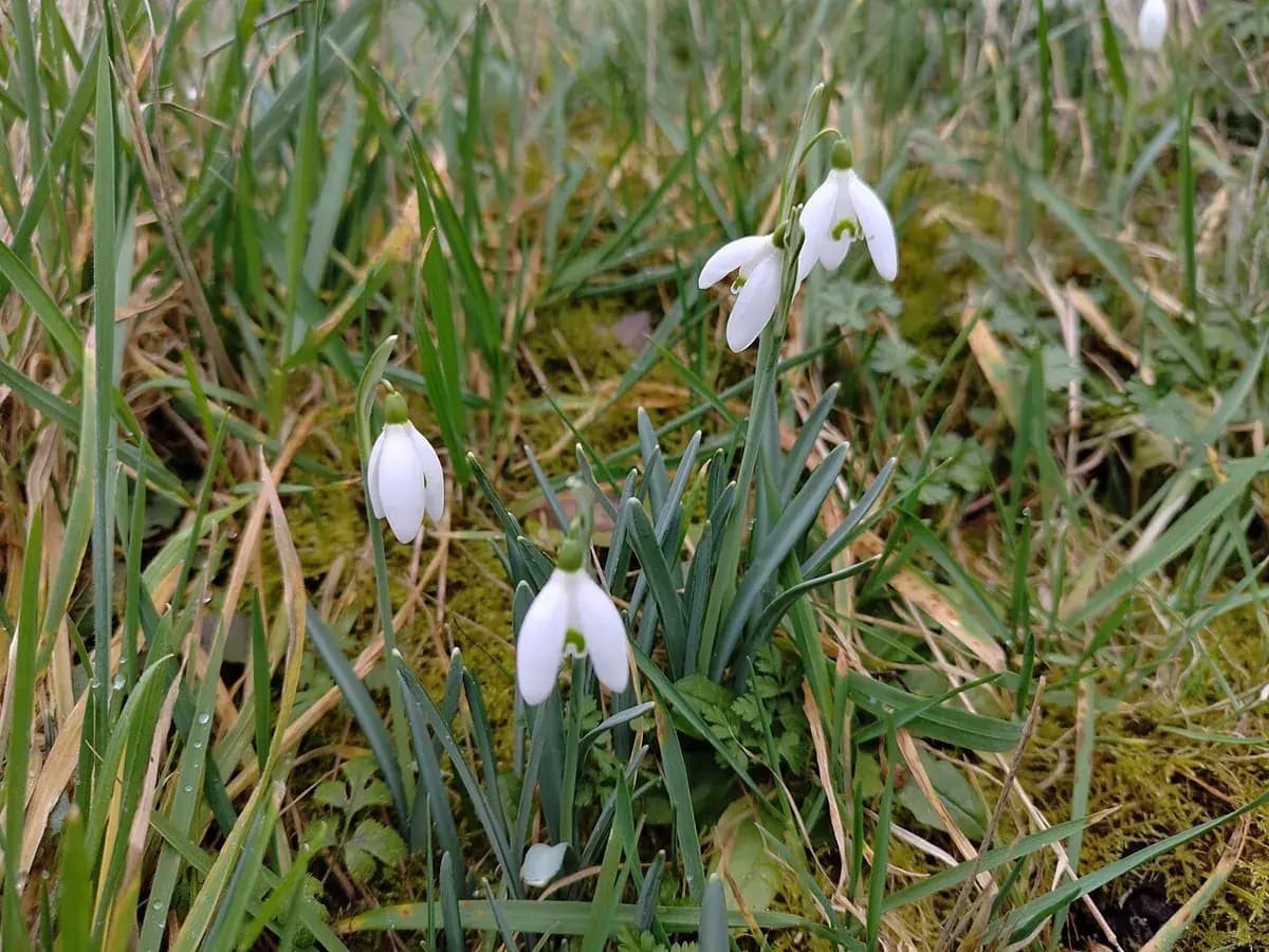 Campanilla de invierno — foto real