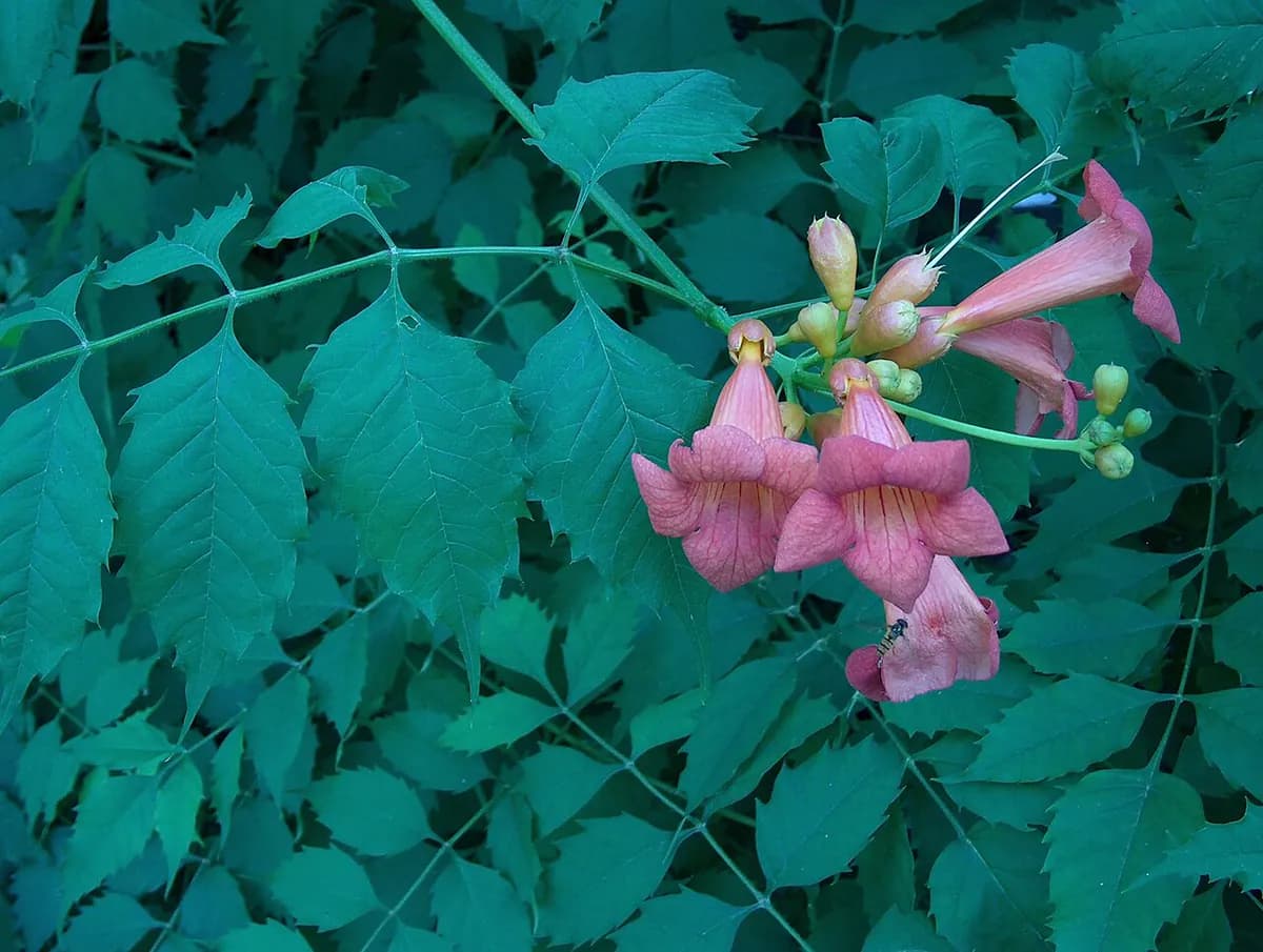 Campsis (trompeta) — foto real