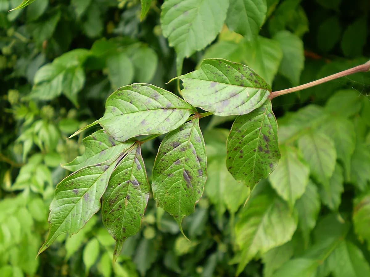 Campsis (trompeta) — foto real