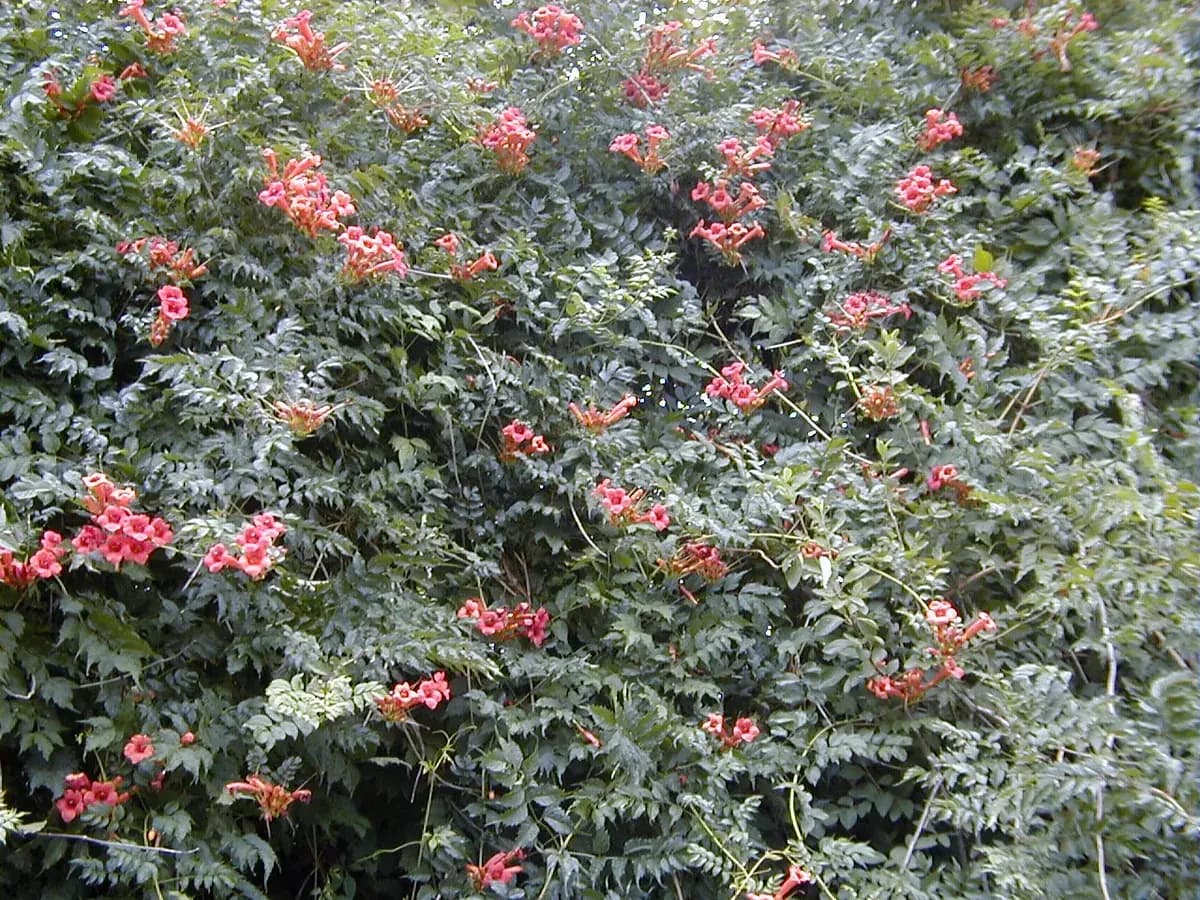 Campsis (trompeta) — foto real
