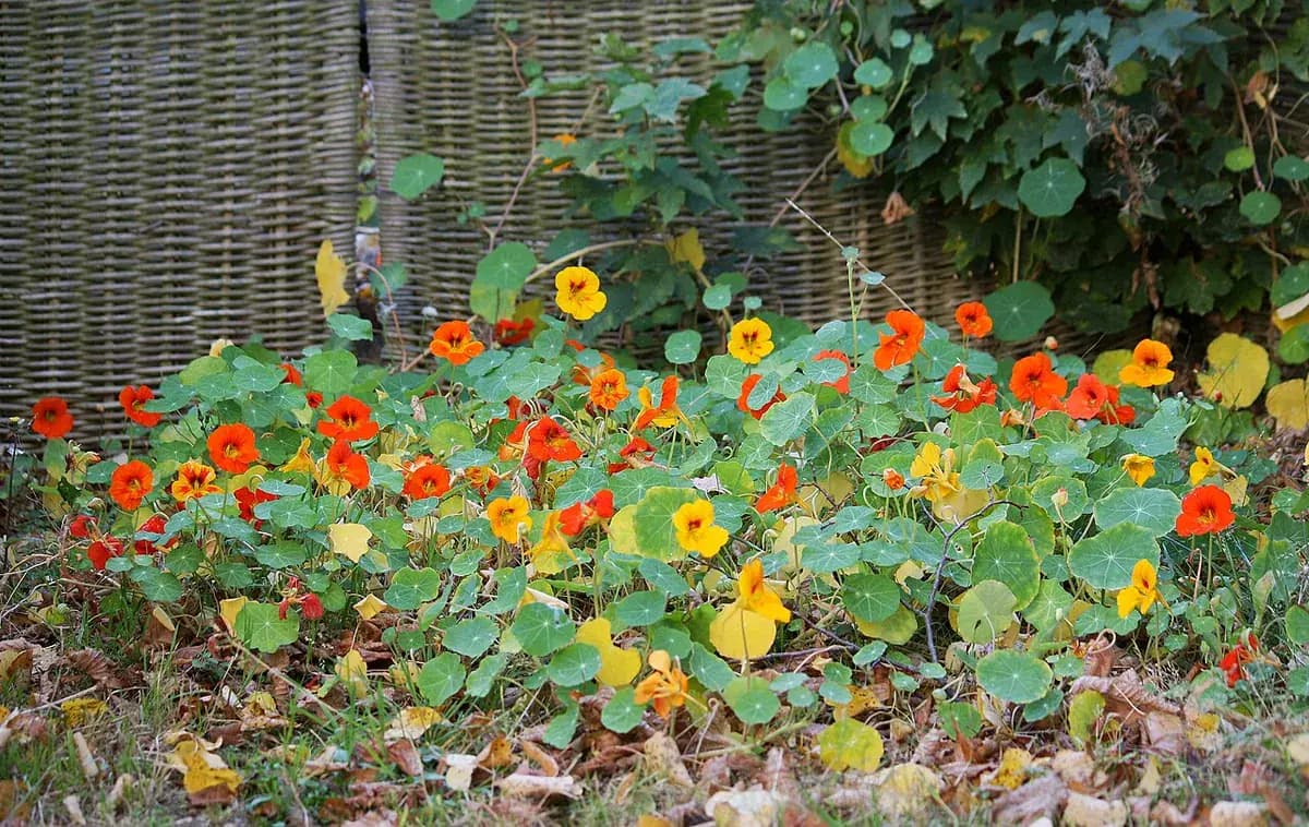 Capuchina — foto real