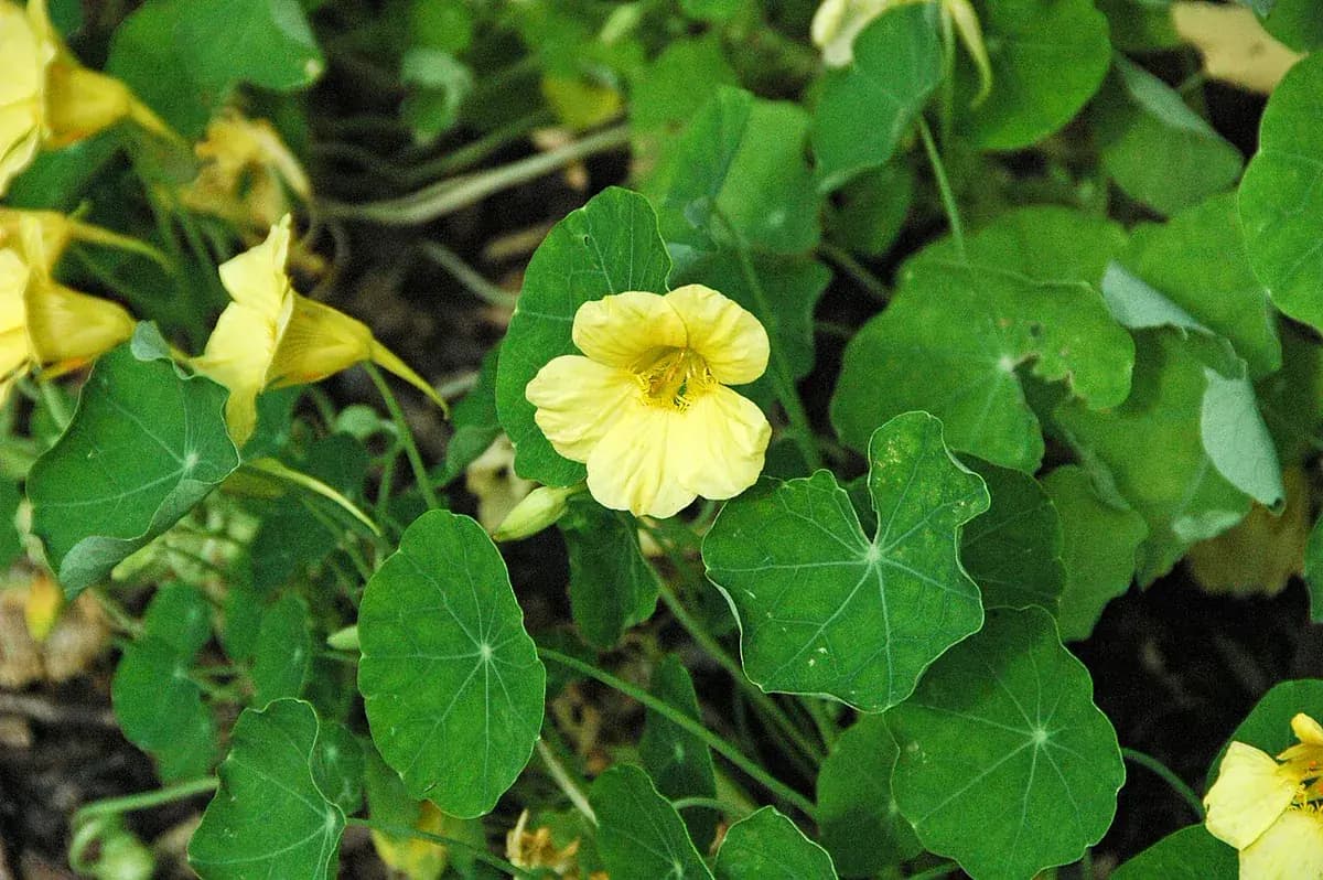 Capuchina 'Alaska' — foto real