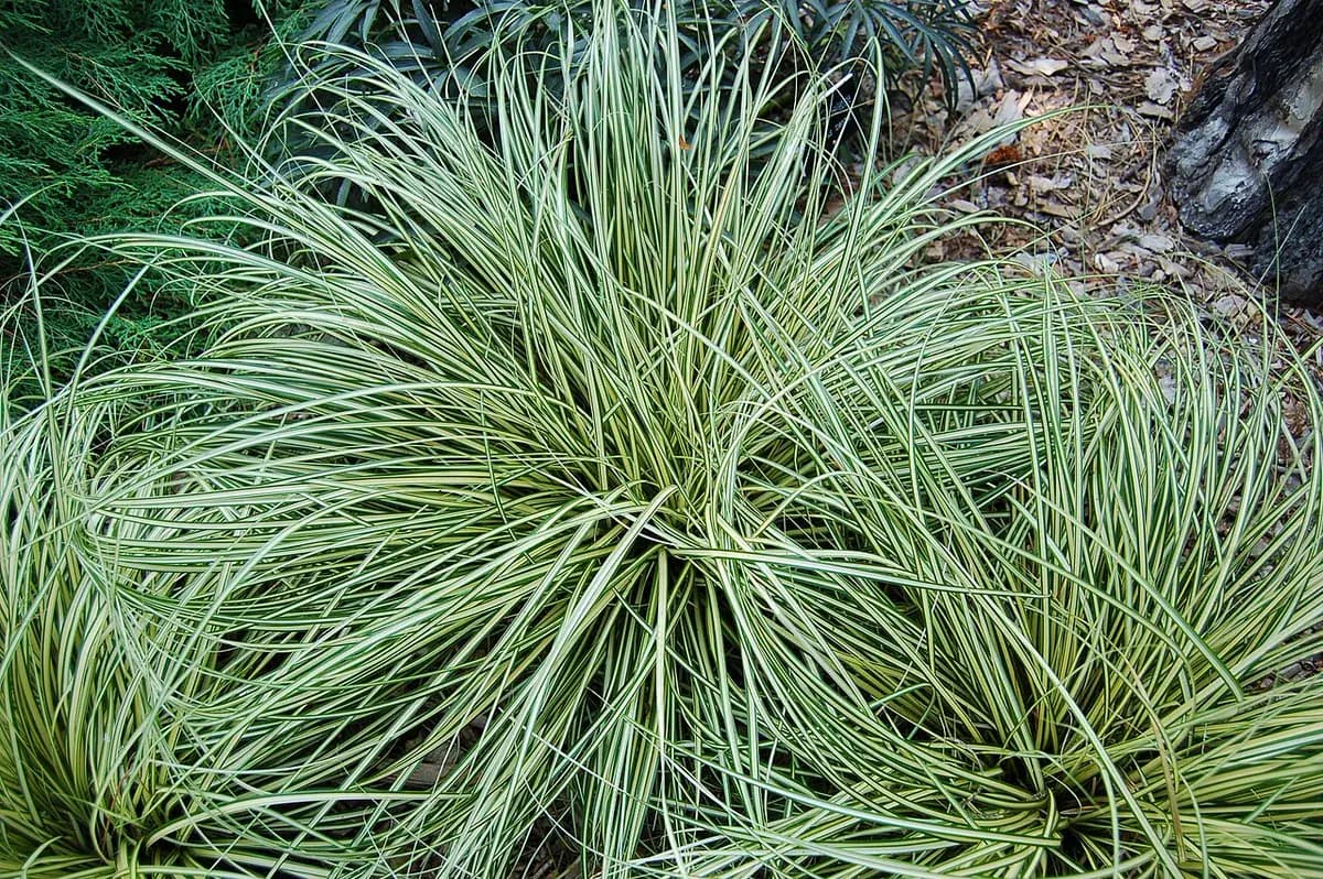 Carex Evergold — foto real
