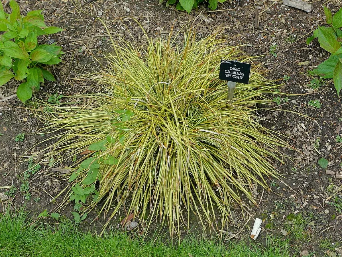 Carex Evergold — foto real