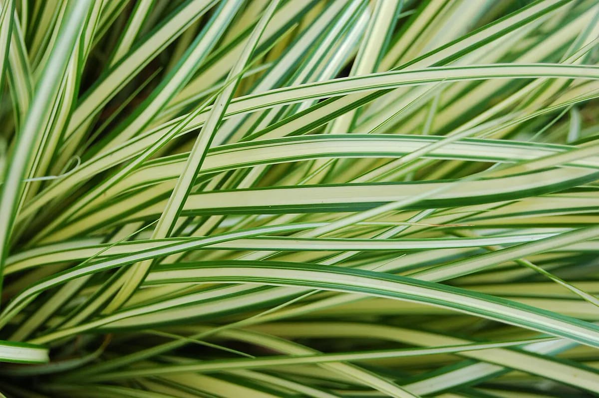 Carex Evergold — foto real