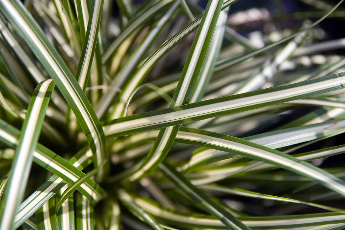 Carex Evergold — foto real