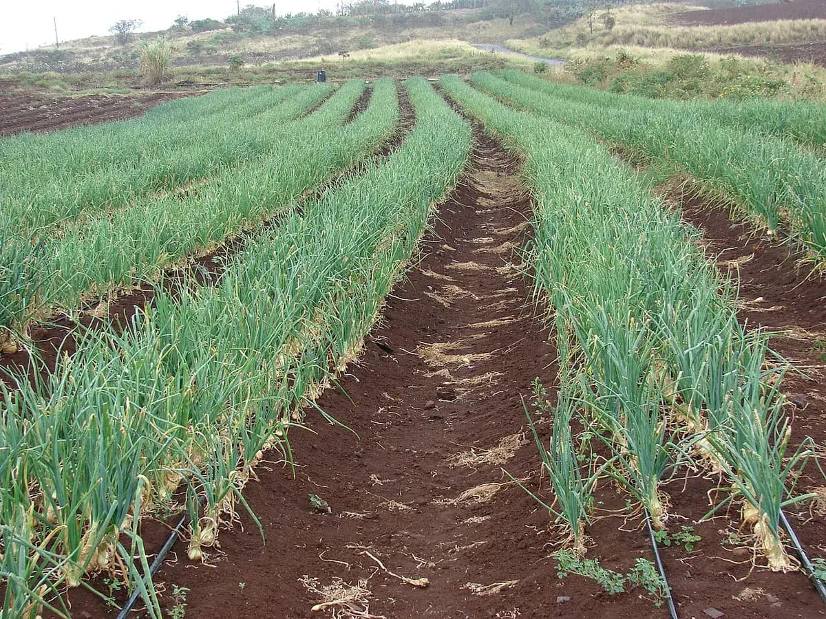 Cebolla de Figueres — foto real
