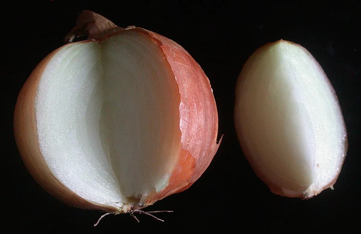 Cebolla Dulce de Fuentes de Ebro — foto real