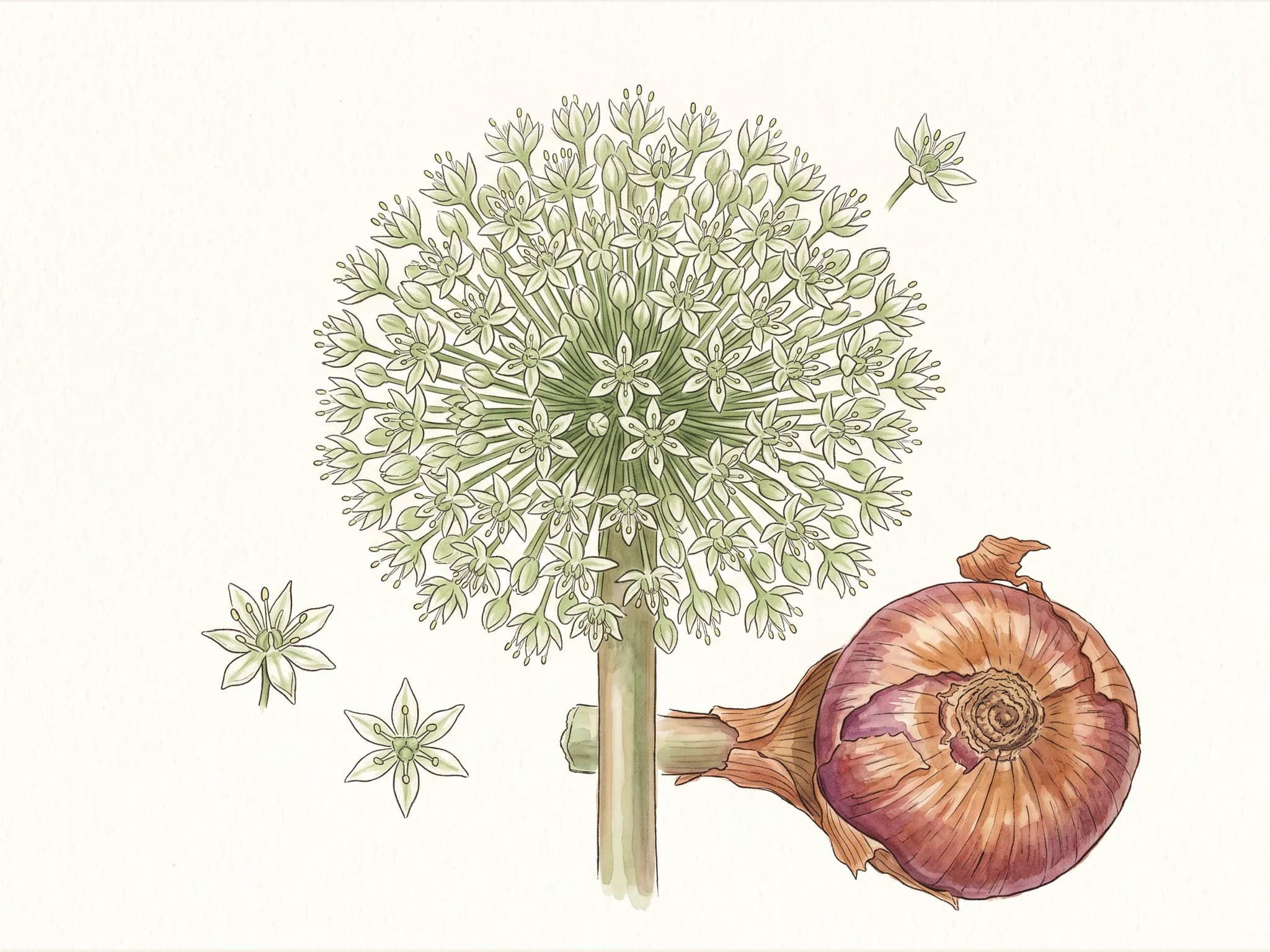 Cebolla morada de zalla — flor (IA)