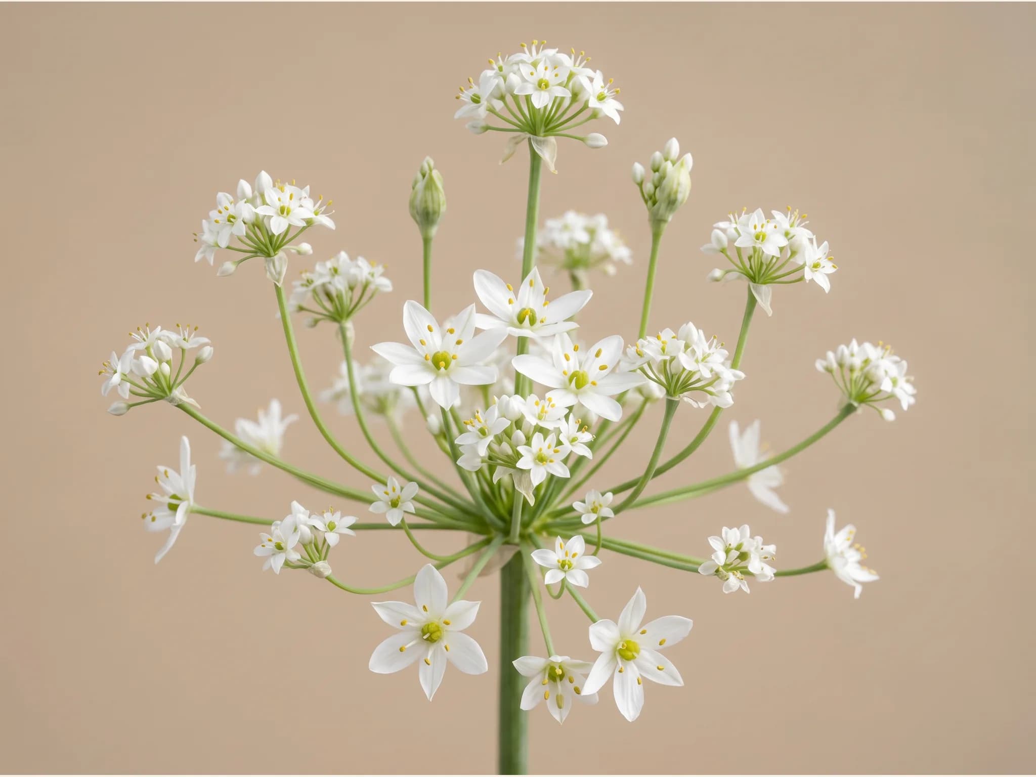 Cebollino chino — flor (IA)