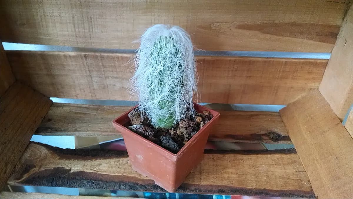 Cabeza de viejo — foto real